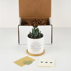 Customized  Planters